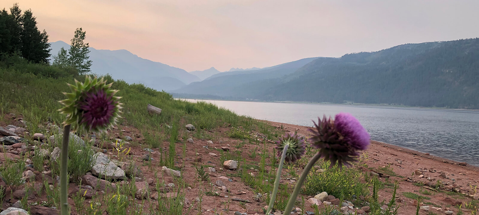 Vallecitothistle Vallecitothistle